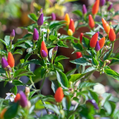 Chilli Prairie Fire - Capsicum annuum - semená - 6 ks