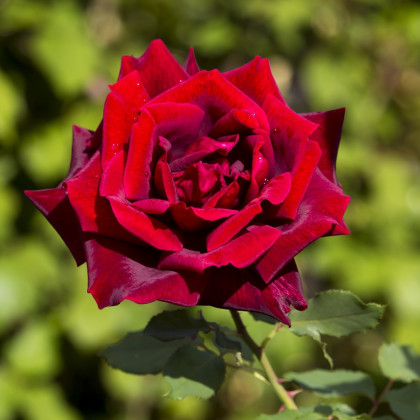 Ruža záhonová červená - voľnokorenné sadenice ruže - 1 ks