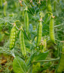 BIO Hrach dreňový Gloriosa - Pisum sativum - bio semená - 50 ks