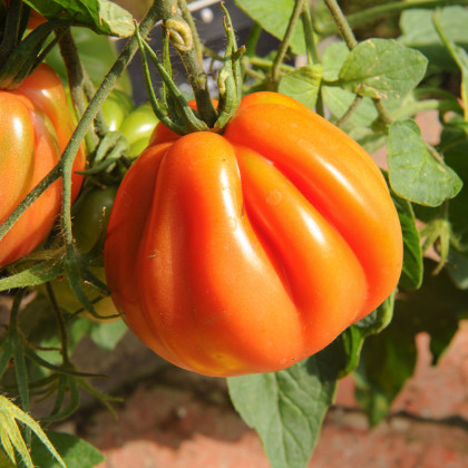 BIO Paradajka Coure di Bue oranžová - Solanum lycopersicum - bio semená - 8 ks