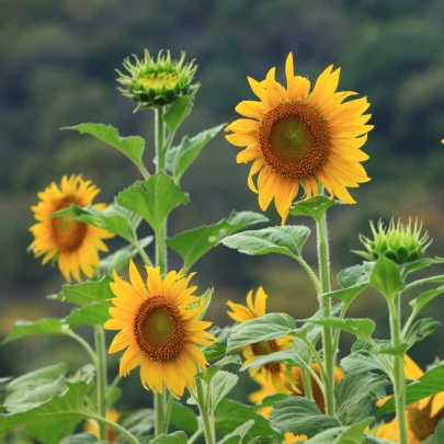 BIO Slnečnica Sunspot - Helianthus annuus - bio semená - 8 ks