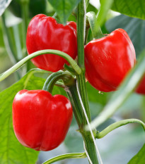 Paprika Snack Red  - Capsicum annuum - semená - 6 ks