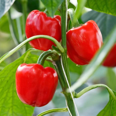 Paprika Snack Red  - Capsicum annuum - semená - 6 ks