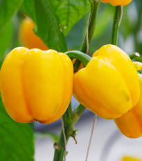 Paprika Snack Yellow - Capsicum annuum - semená - 6 ks