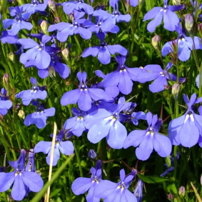 Lobelka drobná Riviera Marine Blue - Lobelia erinus - semená - 0,1 g