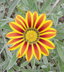 Gazánia Siesta Yellow Flame - Gazania rigens - semená - 20 ks