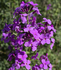 Večernica voňavá - Hesperis matronalis - semená - 100 ks