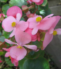 Begónia Super Olympia Rosa - Begonia semperflorens - semená - 12 ks