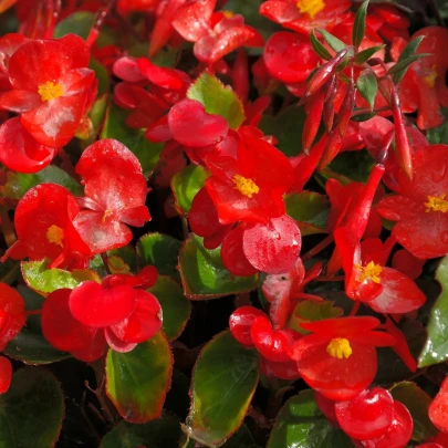 Begónia Super Olympia Červená F1 - Begonia semperflorens - semená - 12 ks