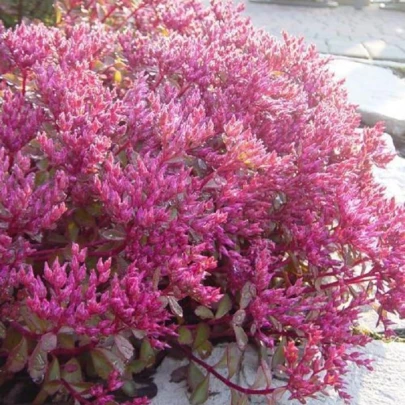 Rozchodník pochybný Voodoo - Sedum spurium - semená - 50 ks