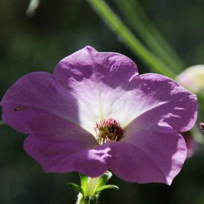 Petúnia velkokvetá nízka - Petunia hybrida nana - semená - 0,1 g