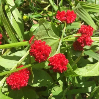 Mrlík hlávkatý - Chenopodium capitatum - semená - 200 ks