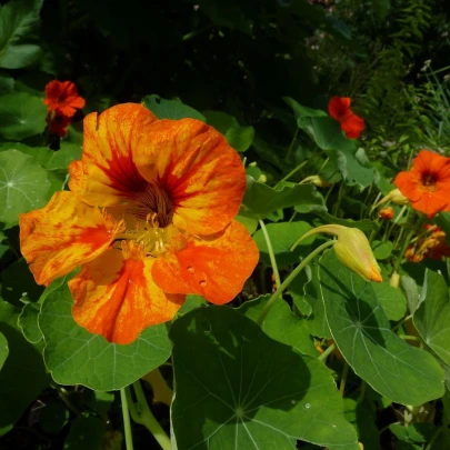 BIO Kapucínka Nasturtium - Tropaeolum majus odor. - bio semená - 10 ks