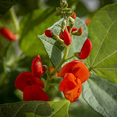 Hrachor Roma Scarlet - Lathyrus odoratus - semená - 15 ks