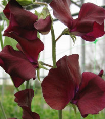 Hrachor Sunshine Burgundy - Lathyrus odoratus - semená - 12 ks