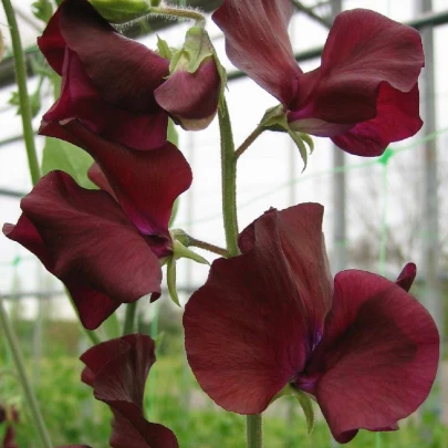 Hrachor Sunshine Burgundy - Lathyrus odoratus - semená - 12 ks