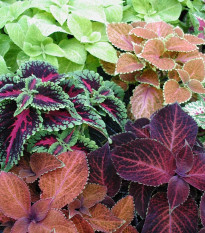 Africká pŕhľava Wizard mix - Coleus blumei - semená - 30 ks