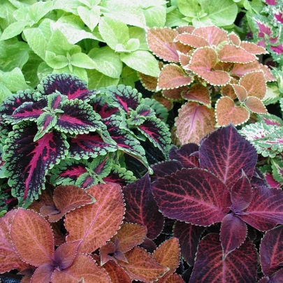 Africká pŕhľava Wizard mix - Coleus blumei - semená - 30 ks