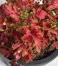 Africká pŕhľava Wizard Velvet Rose - Coleus blumei - semená - 30 ks