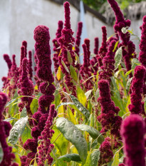 Láskavec krvavý - Amaranthus cruentus - semená - 270 ks