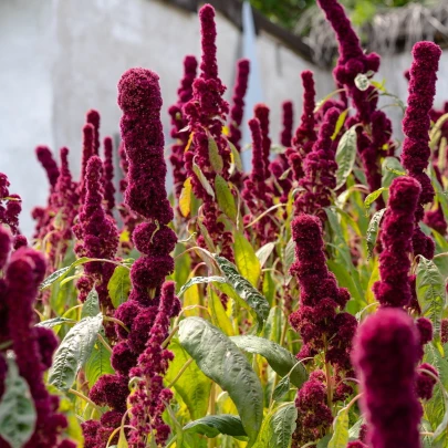 Láskavec krvavý - Amaranthus cruentus - semená - 270 ks