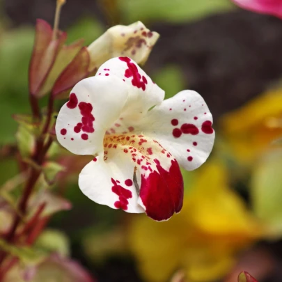 Čarodejka bodkovaná White Blotch - Mimulus - semená - 20 ks