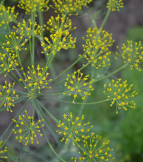 BIO Kôpor voňavý Hera - Anethum graveolens - bio semená - 400 ks