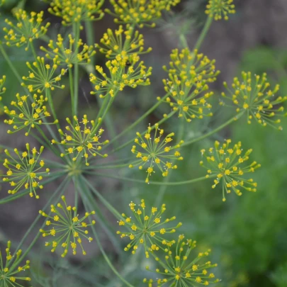 BIO Kôpor voňavý Hera - Anethum graveolens - bio semená - 400 ks