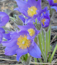 Poniklec alpínsky Bells Violet - Pulsatilla alpina - semená - 20 ks