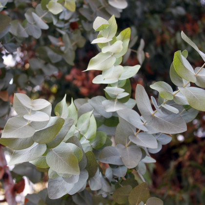 Eucalyptus cinerea - semená - 8 ks