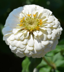 Cínia Zinderella White - Zinnia elegans - semená - 20 ks