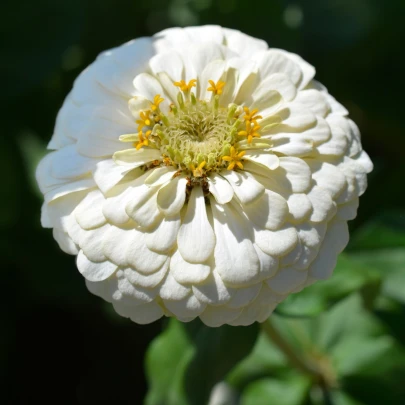 Cínia Zinderella White - Zinnia elegans - semená - 20 ks