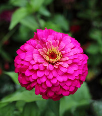 Cínia Zinderella Purple - Zinnia elegans - semená - 20 ks