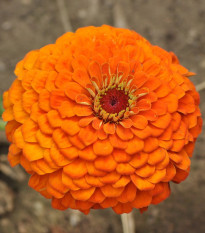 Cínia Zinderella Orange - Zinnia elegans - semená - 20 ks