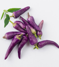 Chilli Jalapeno fialové - Capsicum annuum - semená - 6 ks