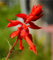 Šalvia šarlátová Lady in Red - Salvia coccinea - semená - 10 ks