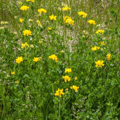 Ľadenec rožkatý - Lotus corniculatus - semená - 100 ks