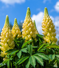 Lupina mnoholistá žltá - Lupinus polyphyllus - voľnokorenné sadenice lupiny - 1 ks