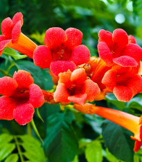 Trúbkovec koreňujúci - Campsis radicans - semená - 10 ks