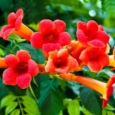 Trúbkovec koreňujúci - Campsis radicans - semená - 10 ks