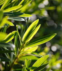 Black Tea Tree - Melaleuca bracteata - semená - 20 ks