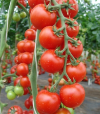 Paradajka Spencer - Solanum lycopersicum - semená - 20 ks