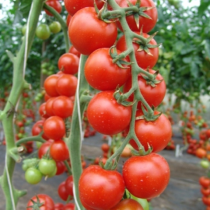Paradajka Spencer - Solanum lycopersicum - semená - 20 ks