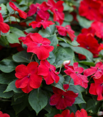 NetýkavkaBeacon Bright Red F1 - Impatiens walleriana - semená - 15 ks