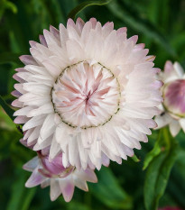 Slamiha listenatá White - Helichrysum bracteatum - semená - 300 ks