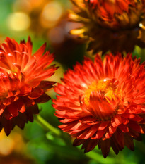 Slamienka červená - Helichrysum bracteatum - semená - 500 ks