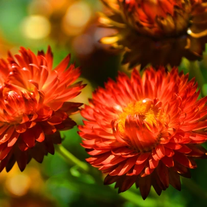 Slamienka červená - Helichrysum bracteatum - semená - 500 ks