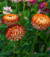 Slamienka bronzová - Helichrysum bracteatum - semená - 500 ks