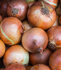 Cibuľa ozimná Winteria - Allium cepa - semená cibule - 250 ks