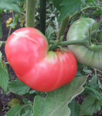 Paradajka Ponderosa Pink - Solanum lycopersicum - semená - 7 ks